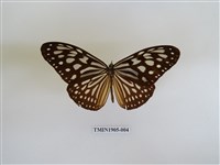 藏品(旖斑蝶)的圖片